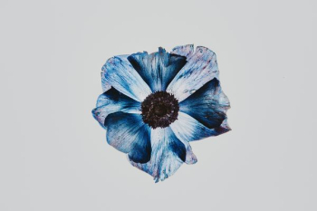blue flower abstract painting blue flower abstract painting