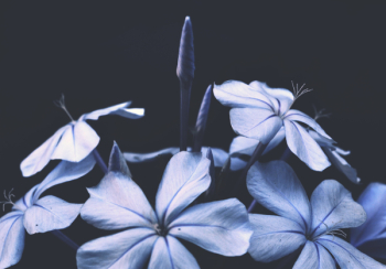 Blue Flower Bouquet Blue Flower Bouquet