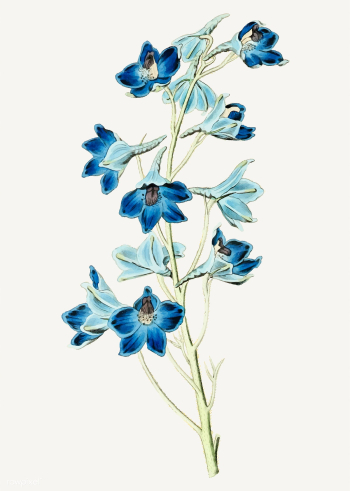 Blue flower branch | Free stock vector - 559104 Blue flower branch | Free stock vector - 559104