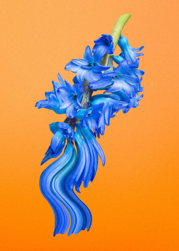 Blue flower element, delphinium psychedelic… | Free stock illustration | High Resolution graphic