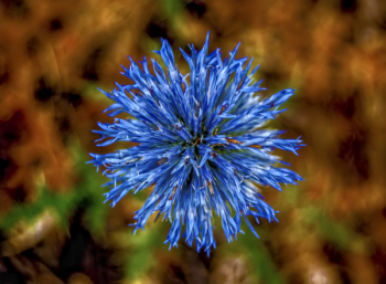 Blue Flower Plant Blue Flower Plant