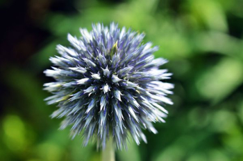 Blue Flower Plant Blue Flower Plant