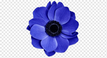 Blue flower Rose, flower, purple, blue, violet png