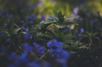 Blue Flowering Green Plaant Blue Flowering Green Plaant