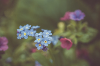Blue Flowers Blue Flowers