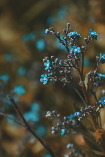 Blue Flowers Blue Flowers