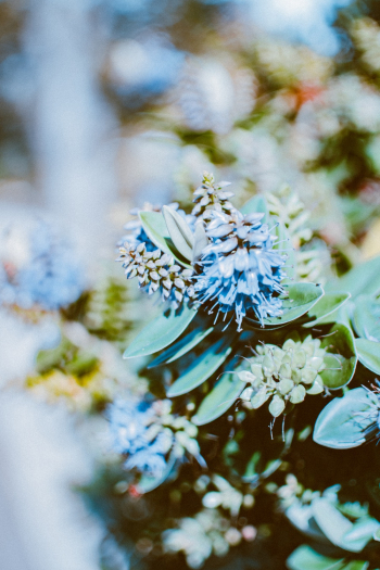 Blue Flowers in Bloom Blue Flowers in Bloom