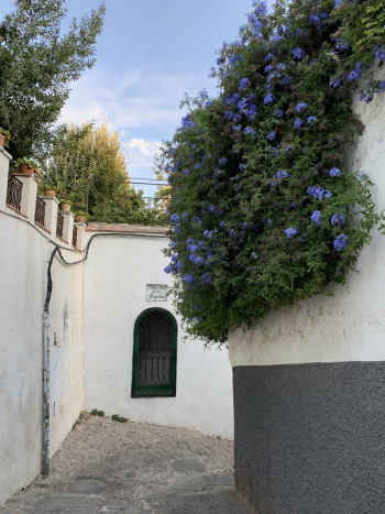 Blue Flowers on Wall Blue Flowers on Wall