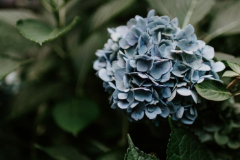 blue hydrangea flower blue hydrangea flower