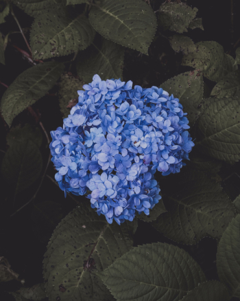 Blue Hydrangea Flower Blue Hydrangea Flower
