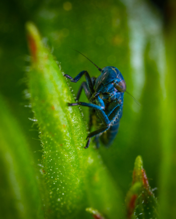 Blue Insect Blue Insect