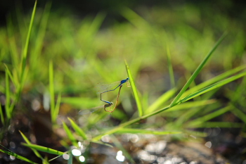 Blue Insect on Green Plant on Tilt Shift Lens Photography
