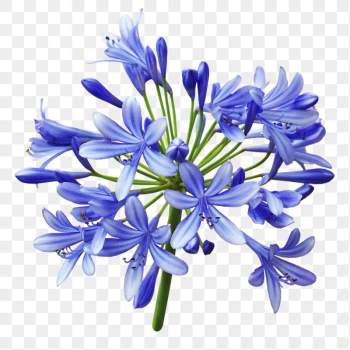 Blue lily png sticker, transparent | Free PNG - rawpixel