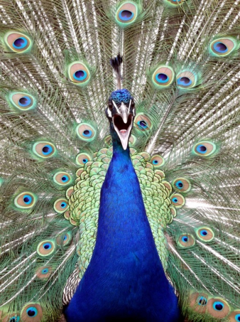 Blue Male Peacock Blue Male Peacock