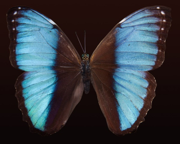 Blue Morpho Butterfly Blue Morpho Butterfly