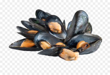 Blue mussel Bivalvia Bony fishes Clam Oyster - Rainbow Seafood HD clips 