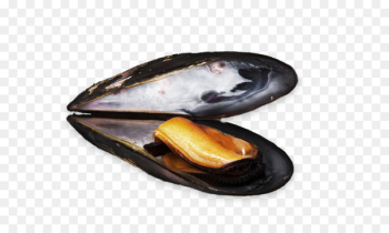 Blue mussel Clam Moules-frites Fish - fish Blue mussel Clam Moules-frites Fish - fish
