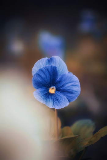 Blue Petal Flower Blue Petal Flower