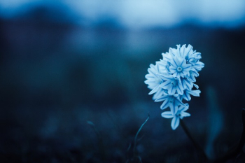 Blue Petaled Flower Blue Petaled Flower