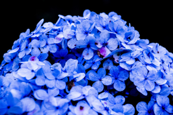 Blue Petaled Flower Blue Petaled Flower