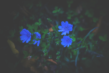 Blue Petaled Flower Blue Petaled Flower