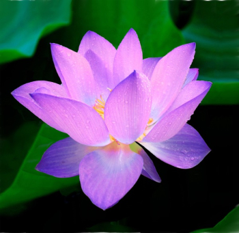 Blue Petaled Flower Blue Petaled Flower
