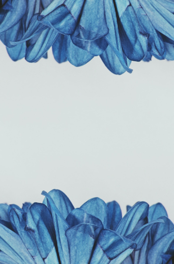 Blue Petaled Flower Blue Petaled Flower