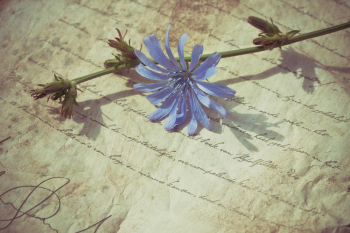 Blue-petaled Flower Blue-petaled Flower