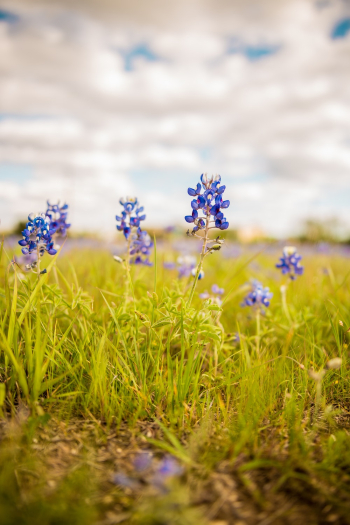 Blue Petaled Flowers Blue Petaled Flowers