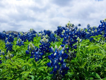 blue petaled flowers blue petaled flowers