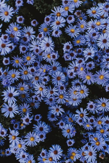 Blue-petaled Flowers Blue-petaled Flowers
