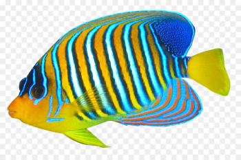 Blue ring angelfish Pomacanthidae Clip art - Angelfish Blue ring angelfish Pomacanthidae Clip art - Angelfish