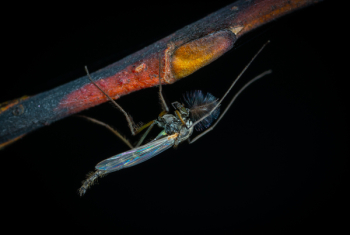 Blue Robberfly on Branch Blue Robberfly on Branch
