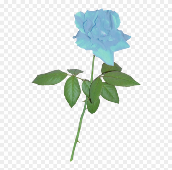 Blue Rose Clipart Stem - Blue Rose Small Png Blue Rose Clipart Stem - Blue Rose Small Png