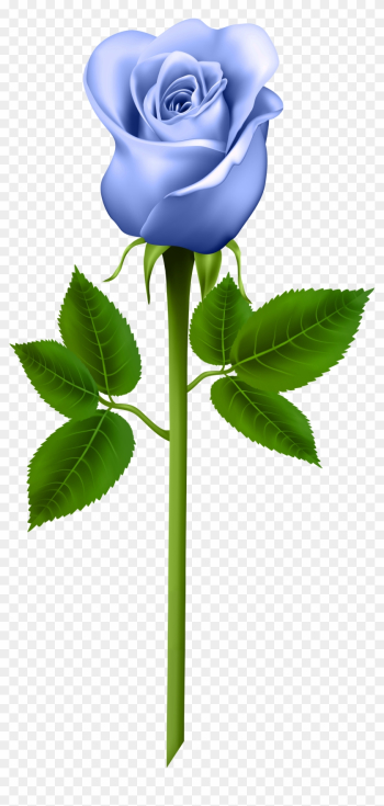Blue Rose Clipart Stem - Word Cards For Parts Of A Plant Blue Rose Clipart Stem - Word Cards For Parts Of A Plant