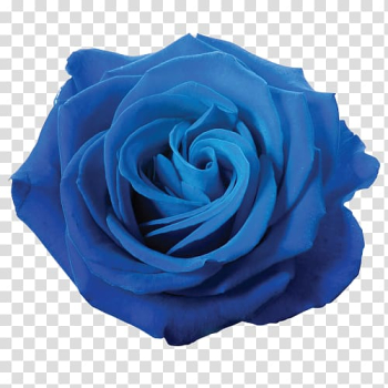 Blue rose Flower , blue flower transparent background PNG clipart Blue rose Flower , blue flower transparent background PNG clipart