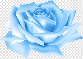 Blue rose flower , Blue rose Flower Beach rose , Blue Rose Flower transparent background PNG clipart