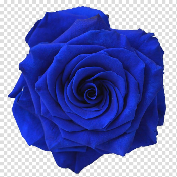 Blue rose flower , Blue rose Flower Navy blue , blue flower transparent background PNG clipart