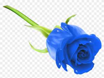 Blue Rose Png Clip Art Image - Blue Rose Png Hd