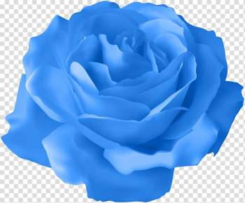 Blue rose , Rose Purple , Blue Rose transparent background PNG ...
