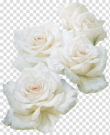 Blue rose White, rose transparent background PNG clipart Blue rose White, rose transparent background PNG clipart