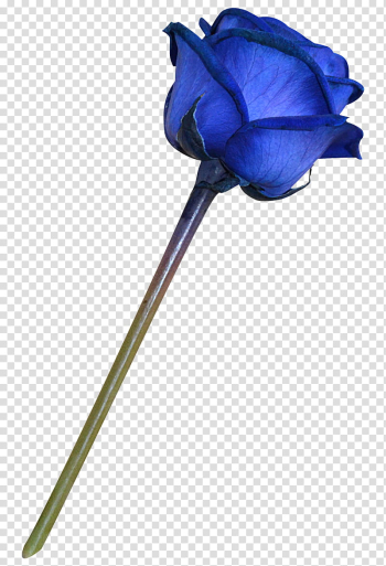 Blue Roses bleues transparent background PNG clipart