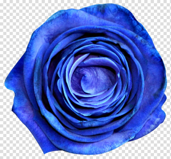 Blue Roses bleues transparent background PNG clipart