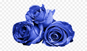 Blue Roses - Garden Roses Blue Roses - Garden Roses