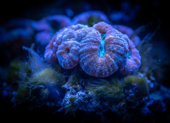 Blue Sea Anemone Blue Sea Anemone