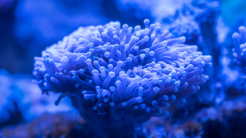 Blue Sea Anemone Blue Sea Anemone
