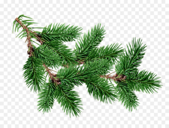 Blue spruce Tree Fir Branch Pine - fir-tree Blue spruce Tree Fir Branch Pine - fir-tree