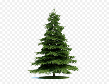 Blue spruce Tree Norway spruce Plant Pine - The fir trees in the game 