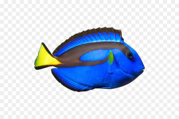 Blue Tang Yellow tang Ocellaris clownfish - fish Blue Tang Yellow tang Ocellaris clownfish - fish
