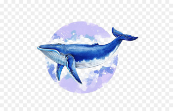 Blue whale Baleen whale Illustrator Illustration - Watercolor whale 